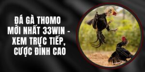 Đá Gà Thomo Mới Nhất 33WIN - Xem Trực Tiếp, Cược Đỉnh Cao